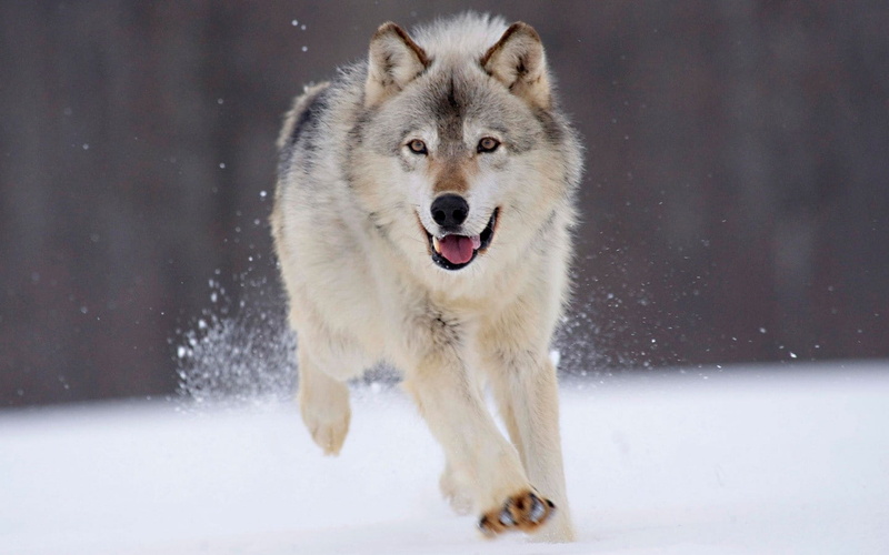 wolf, 720P, animals, winter, snow