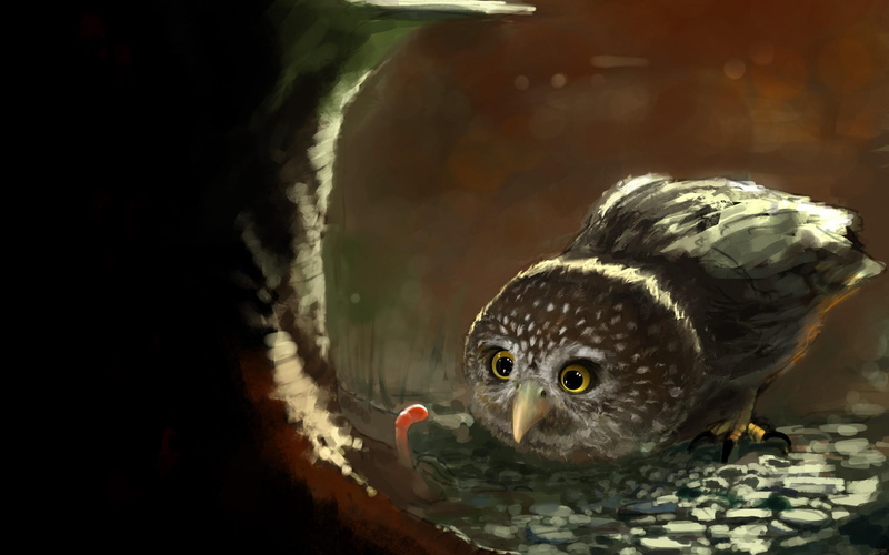 worm, 2K, owl, bird, white, grey, 2560x1600, digital art, looking