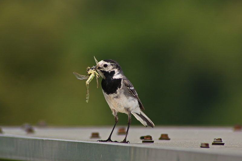 animals in the wild, animal wing, nature, mouth open, bird, 2K, one animal, focus on foreground, vertebrate, perching, sparrow, mammal, grey wagtail, worm