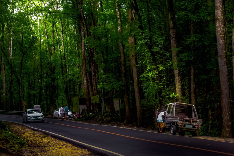 green color, city, motor vehicle, land vehicle, bohol, car, forest, nature, street, travel, road, growth, day, 4K, incidental people, transportation, land