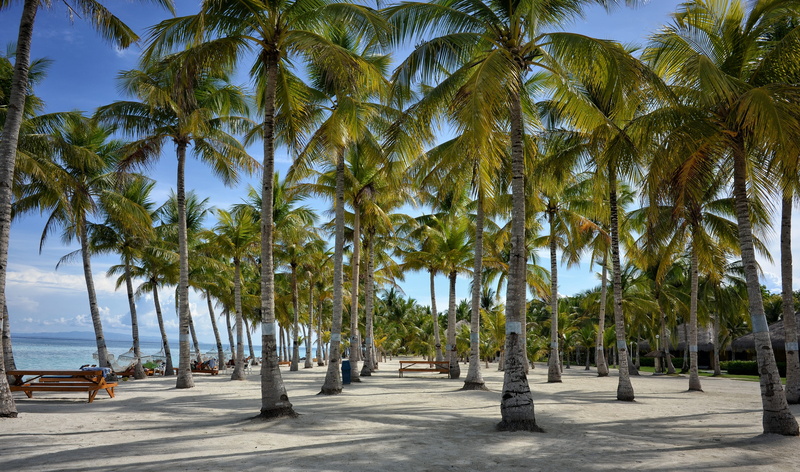 land, nature, blue, beach, sky, tropical tree, trees, outdoors, tree trunk, 4K, trunk, water, in a row, tranquility, coconut palm tree, palm tree, day