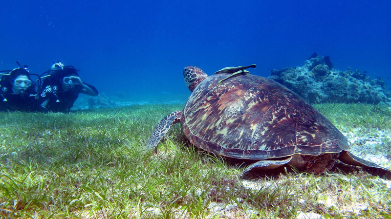 reptile, sea life, swimming, one animal, sea, bohol travel, water, Turtle, animals in the wild, marine, animal, sea turtle, 2K, Philippines, coral, scuba diving
