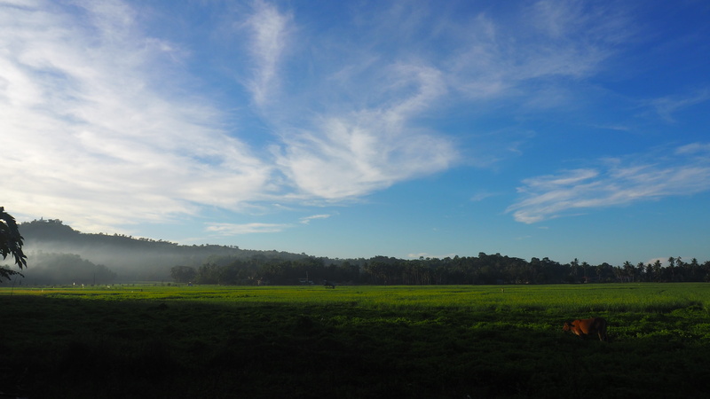 day, plant, agriculture, bohol, 4K, rural scene, philipinnes, environment, sky, field, growth, philippines, beauty in nature, rice terraces, land, nature