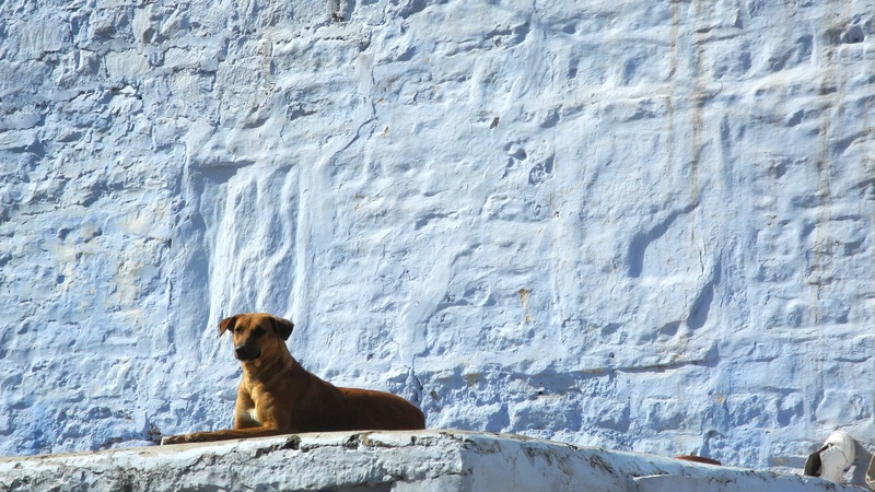 rock, animal, blue, animal head, vertebrate, canine, rock - object, wall, sitting, mammal, one animal, impression, solid, india, looking, relaxation, no people