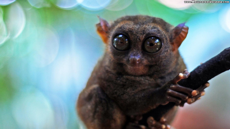 holding, animals, close-up, one animal, no people, tarsier, small, looking at camera, domestic animals, mammal, canine, indoors, primate, chihuahua - dog