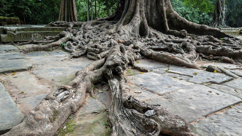 2K, closeup, dead plant, driftwood, bark, falling, root, ta prohm, tree, photo, trunk, beauty in nature, tranquil scene, plant part, growth, outdoors