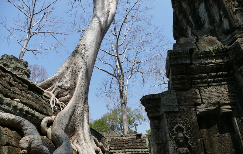 ruin, history, ruined, siem reap, building, no people, cambodia, ta prohm, low angle view, bare tree, plant, places of interest, building exterior, belief