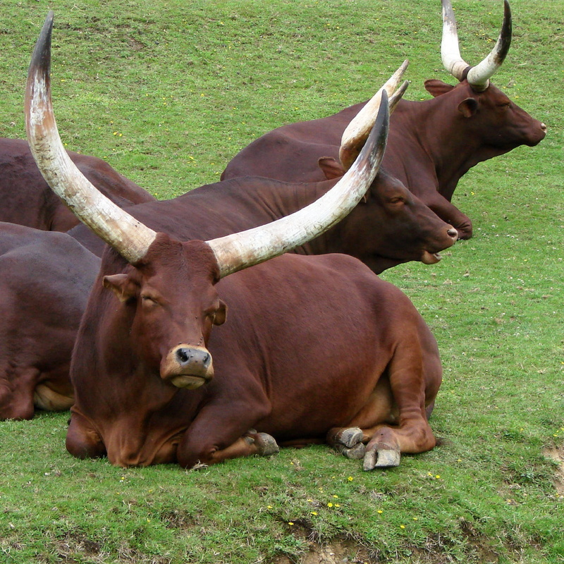 animal, 1080P, bull - Animal, group of animals, Ankole Watusi, nature, plant, horned, pets, vertebrate, sanga, livestock, cow, herbivorous, animal themes