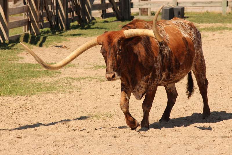 steer, livestock, field, horned, horn, outdoors, animal themes, no people, ranch, western, animal, pets, nature, animal wildlife, day, longhorn, domestic