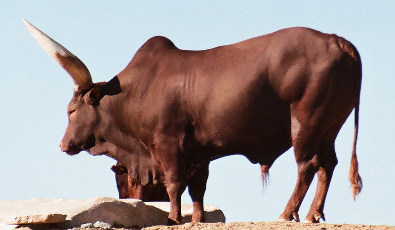720P, watusi, animal wildlife, longhorn, livestock, breed, one animal, standing, bull, ankole-watusi, mammal, africa, brown, african, sky, bull - animal