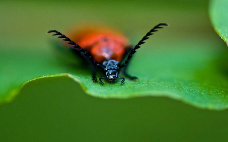 beauty In Nature, small, animal body part, grass, animal, red, nature, wildlife, growth, invertebrate, longhorn, crawl, close-up, macro, beetle, summer