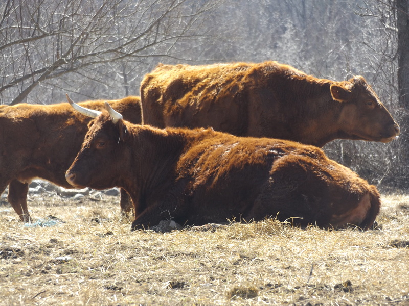 pasture, domestic, herbivorous, rural, animal themes, domestic animals, bull, mammal, meadow, grassland, vertebrate, nature, field, farm, countryside, 4K