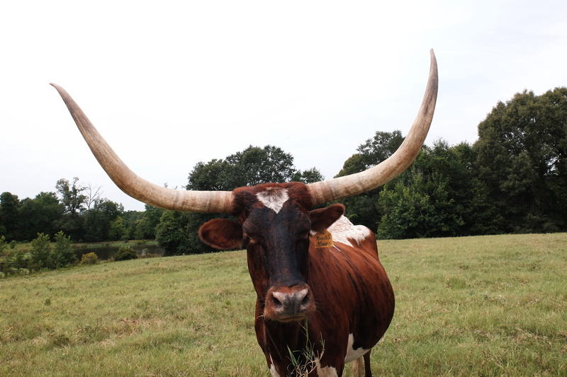 livestock, cattle, outdoors, soil, page, wildlife, text, no people, bull, tree, plant, cow, horn, ox, animal themes, longhorn, land, kopf, horned, domestic cattle
