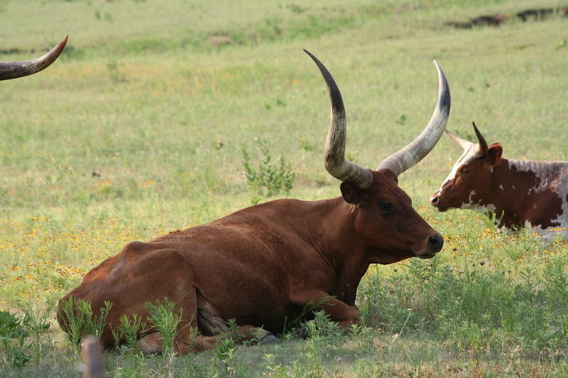 animal themes, Longhorn, brown, field, Cow, horned, grass, herbivorous, animal, beef, Oklahoma, africa, outdoors, plant, horn, pasture, domestic animals