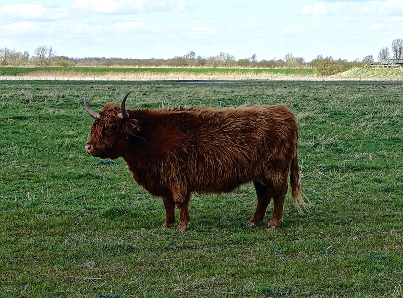 bovine, grass, day, no people, agriculture, land, outdoor, outdoors, highland cattle, nature, highland cow, sky, herbivorous, animal, bull, farm, stock