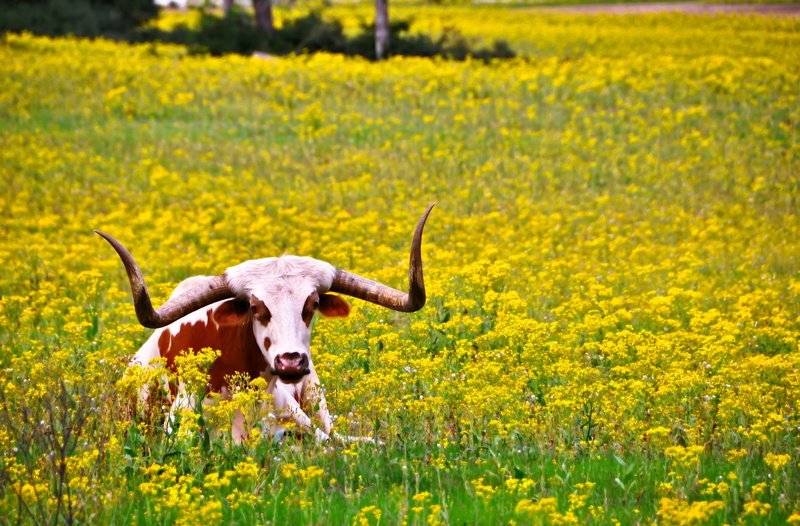 lazy, flower, agriculture, Landscape, portrait, mammal, Animals, nature, one animal, day, unitedstates, Pasture, Houston, rural scene, animal, land, Bloom