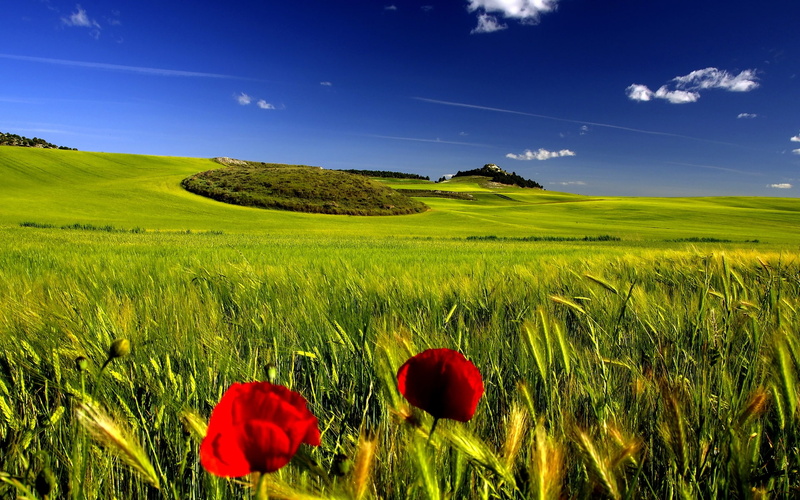 green land, contryside, blue sky, 1080P, stunning, green world, green, landscape