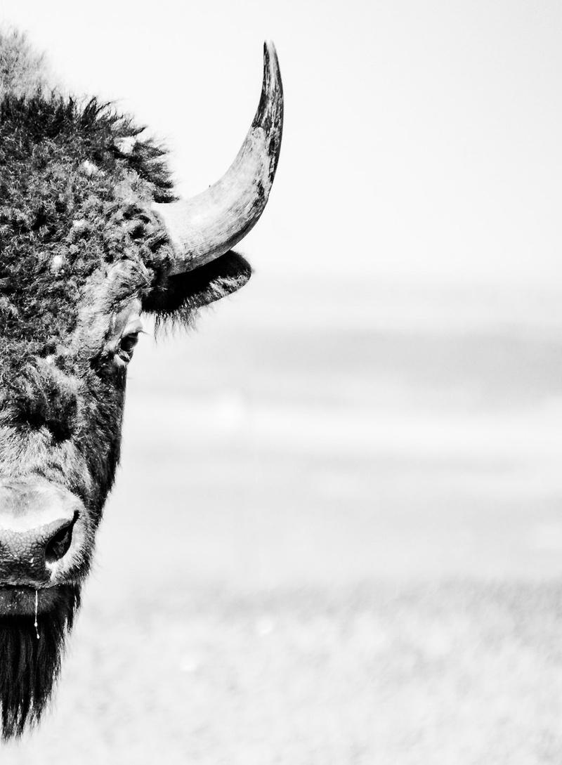 cow, zoo, moose, 4K, yak, animal head, outdoors, vertebrate, no people, giraffe, herbivorous, domestic animals, cattle, nature, day, wildlife, animals in the wild