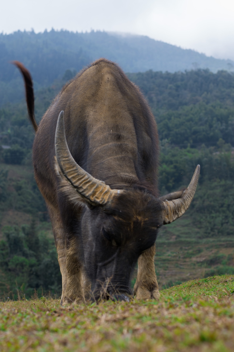 vertebrate, cow, livestock, animal, outdoors, land, one animal, animal themes, animals in the wild, mountain, mountain goat, elephant, hanoi, domestic animals