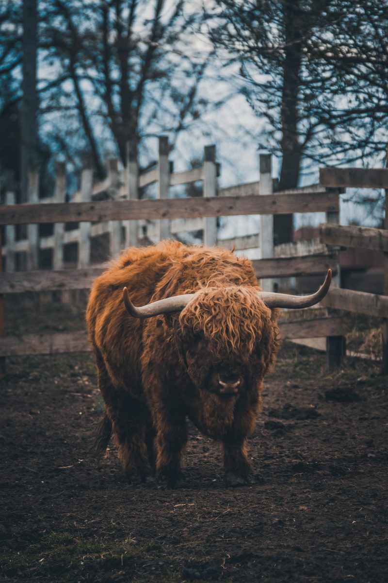 tree, rodeo, outdoors, livestock, horned, cow, mammal, bare tree, zebra, wildlife, pets, highland cattle, sport, 5K, exercise, animal hair, standing, field