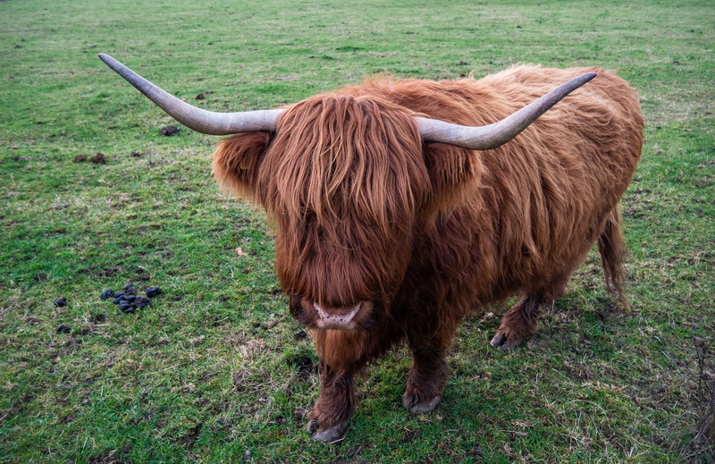 outdoors, nature, livestock, bull, ground, cattle, wildlife, hair, field, vertebrate, domestic, countryside, domestic animals, 4K, brown, ox, animal, grass