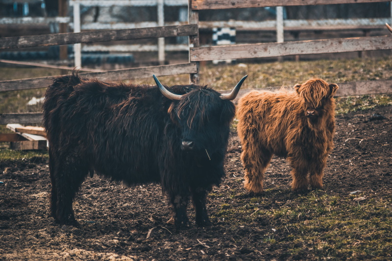 vertebrate, animal themes, field, pets, no people, domestic animals, rodeo, 5K, tartan, calf, land, play, zoo, two animals, cattle, black, back, outdoors