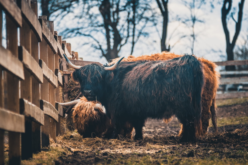 field, longhorn, wildlife, land, day, ox, animal, animal wildlife, domestic cattle, room, cattle, animal themes, cow, mammal, behind, living room, domestic