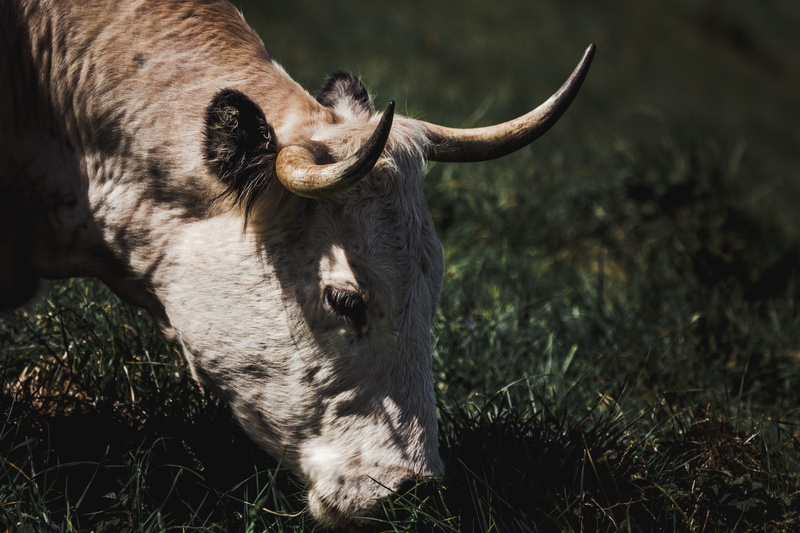 cattle, mammal, domestic animals, animal themes, eating, white, bison, horn, rodeo, moose, vertebrate, rodent, horned, animal wildlife, ox, field, no people