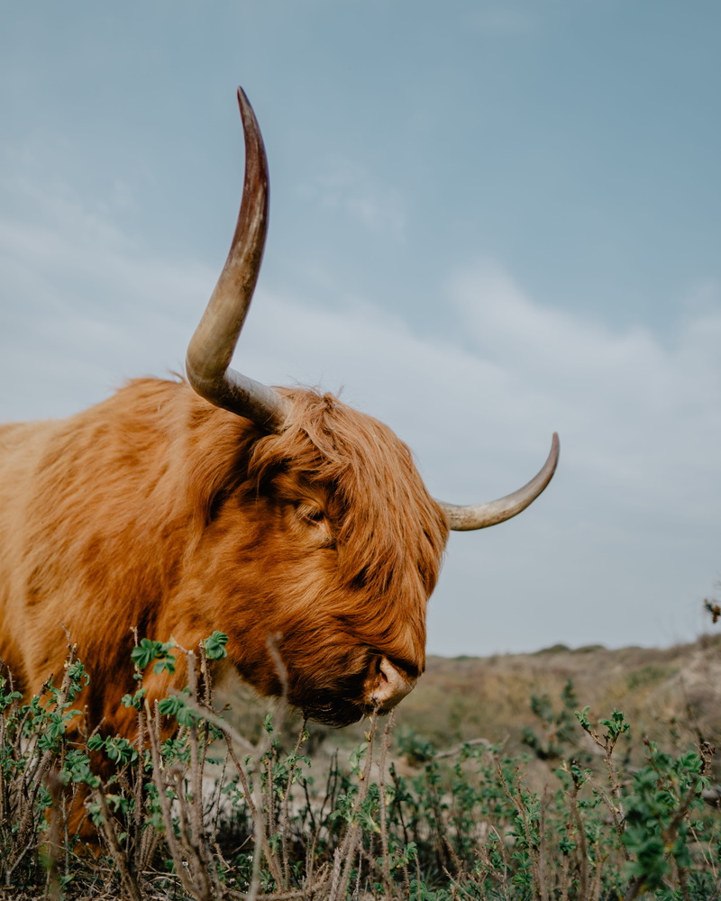 domestic animals, no people, animal, longhorn, vertebrate, wildlife, bison, bull, livestock, ground, lion, the hague, final fantasy, horned, herbivorous