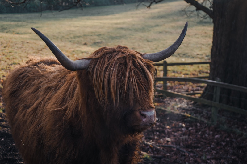 animal head, adventure, pets, ground, highland cattle, livestock, ox, wildlife, herbivorous, focus on foreground, yak, zoo, one animal, no people, animal themes