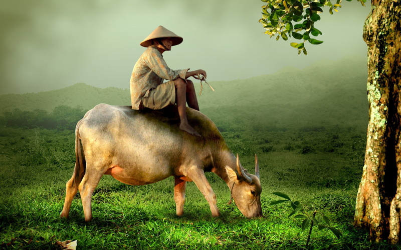 buffalo, old, art, asian, meadow, nature, shepherd, 2K, grass, green, person