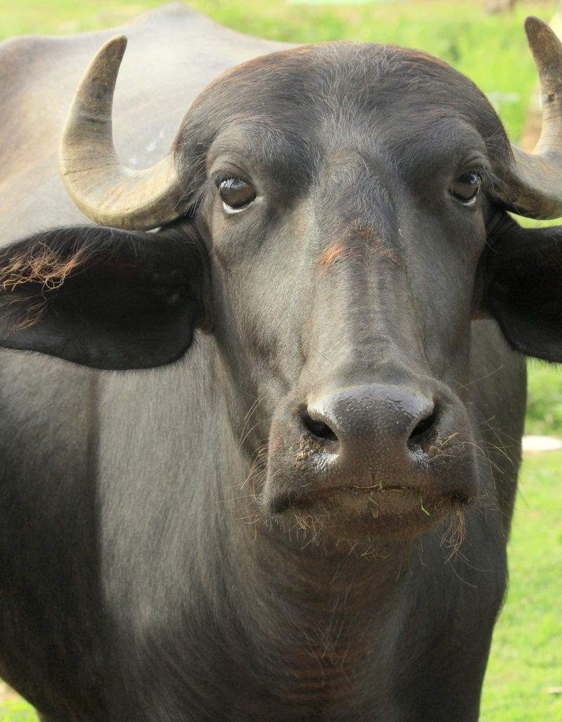 agriculture, black, grazing, close-up, asian, outdoor, no people, mammal, domestic cattle, grass, animal, horn, nature, buffalo, pets, cattle, 4K, herbivorous
