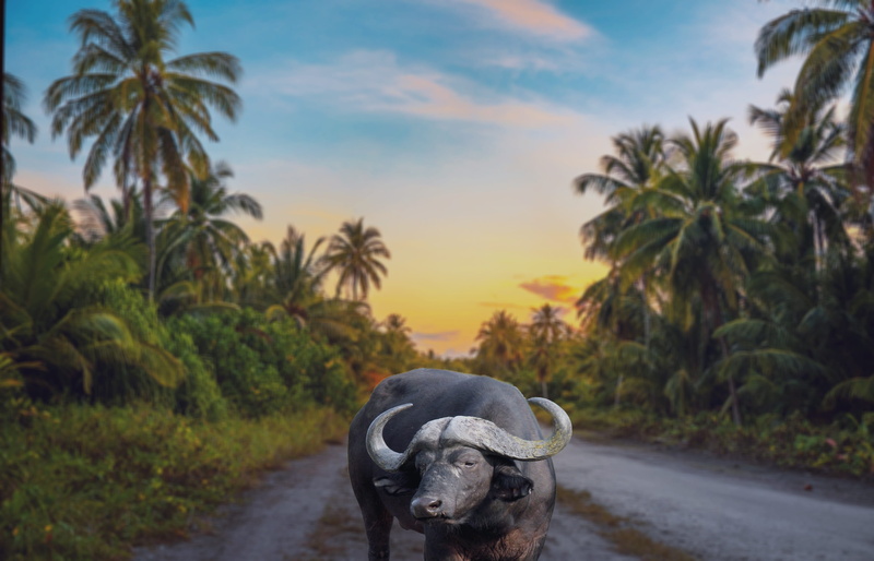 environment, farmer, outdoors, nature, pets, one animal, the way forward, asian, water, 2K, natural, domestic, bathing, bath, mammal, road, palm tree