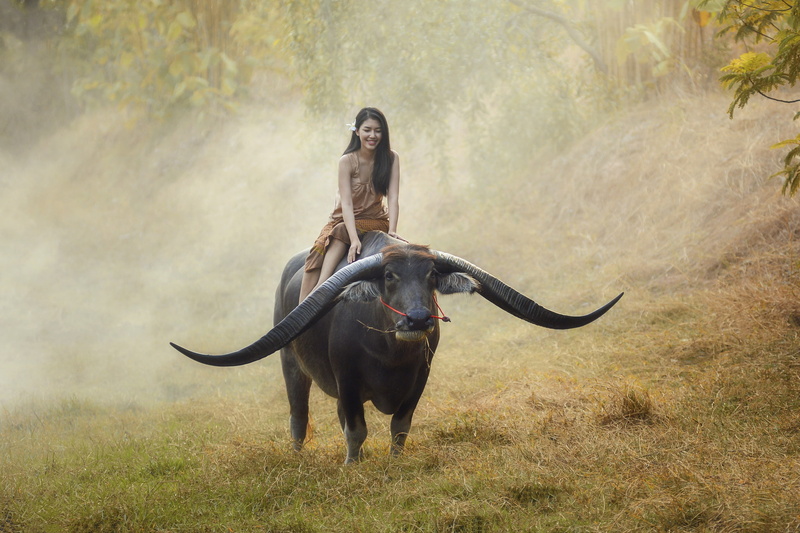 Asian, girl, Thailand, Buffalo, rider, 1080P, mood