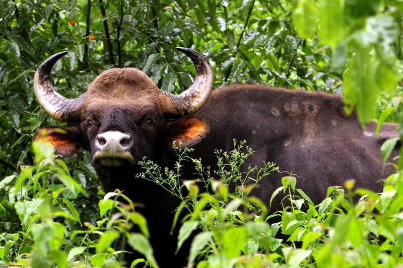 gaur, agriculture, 2K, large, muzzle, photography, looking at camera, farm, buffalo, outdoors, rural Scene, horns, land, horned, animal, bull - Animal