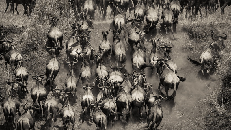 hd, bw, water, herd, buffalo, 2K, animals