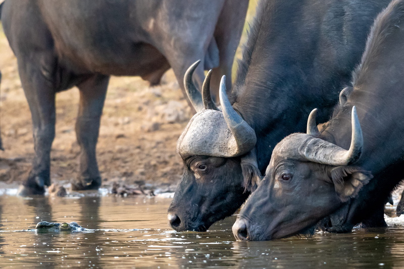 drinking, animal, outdoors, animal themes, animal wildlife, no people, drink, day, vertebrate, group of animals, livestock, animal head, animals in the wild