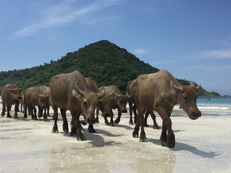 outdoors, buffalo, no people, day, sky, cloud - sky, domestic animals, beauty in nature, 2K, walking, elephant, body, cow, mammal, vertebrate, animal themes