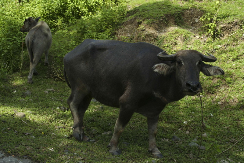 cattle, domestic animals, pets, domestic, day, outdoors, carabao, 2K, land, philippines, no people, cow, livestock, group of animals, nature, herbivorous