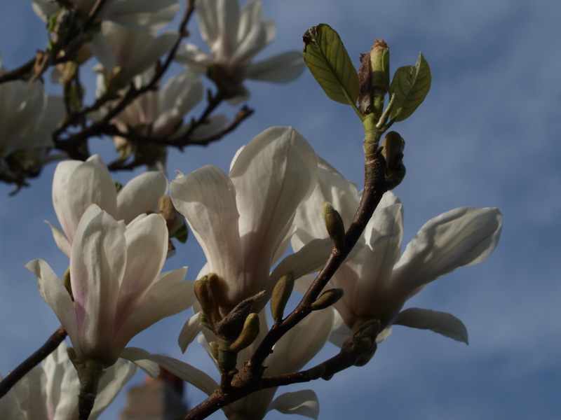 inflorescence, outdoors, branch, no people, tree, sky, freshness, 2K, nature, pollen, vulnerability, low angle view, springtime, flower head, close-up