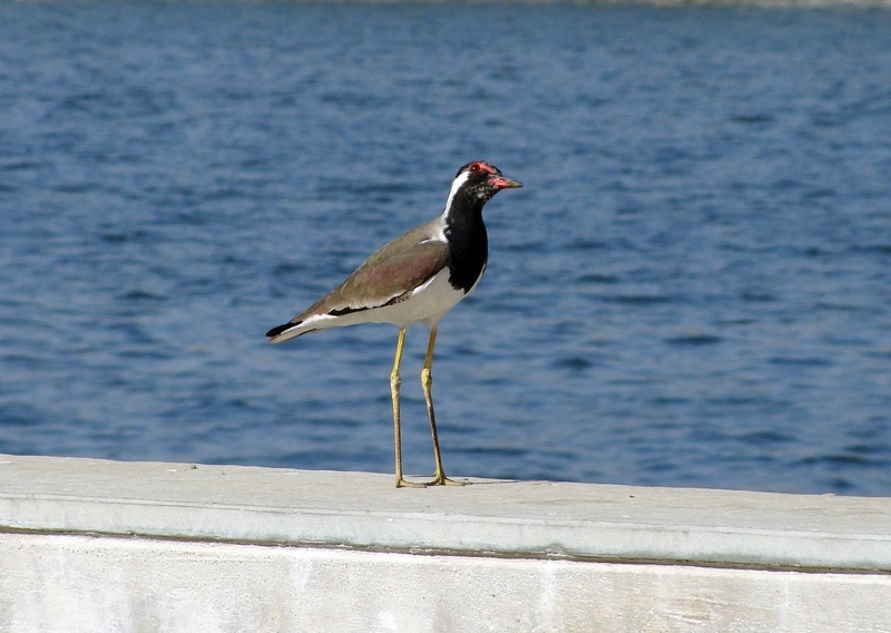 side view, riverfront, species, focus on foreground, lapwing, day, redwattled, vertebrate, fauna, concrete, india, avian, waterfront, tranquility, animals in the wild