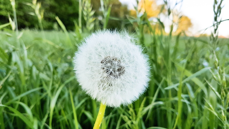 4032x2268 px, dandelion seed, dandelion, Overgrown, green color, beauty in nature, hair, grass, white color, px, fragility, freshness, x, Meghalaya, nature