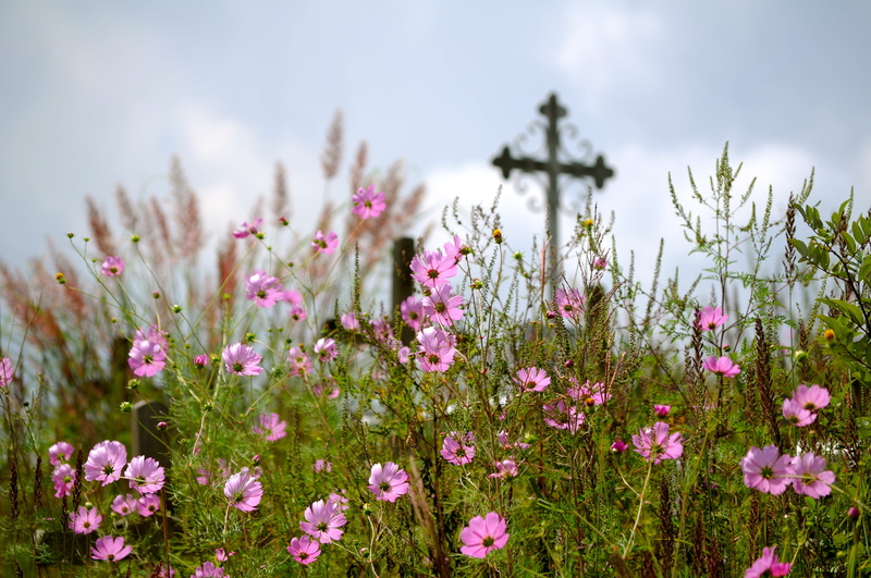 flower, nature, nikon  D5000, Cherrapunji, day, springtime, meghalaya, lot, shallow, graveyard, pink, photography, focus, outdoors, shallow focus, Beauty
