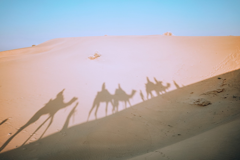 4K, jaipur, camel, remote, shadow, sand, desert, focus on shadow, landscape, people, day, outdoors, environment, clear sky, arid climate, sand dune, sunlight
