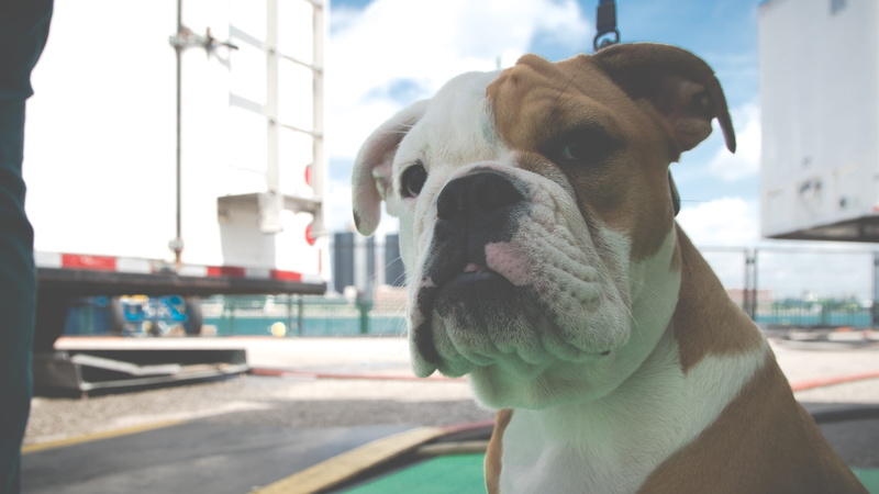 dog, vertebrate, animal body part, bull dog, focus on foreground, english bull dog, mammal, canada, looking, animal head, domestic animals, no people, domestic