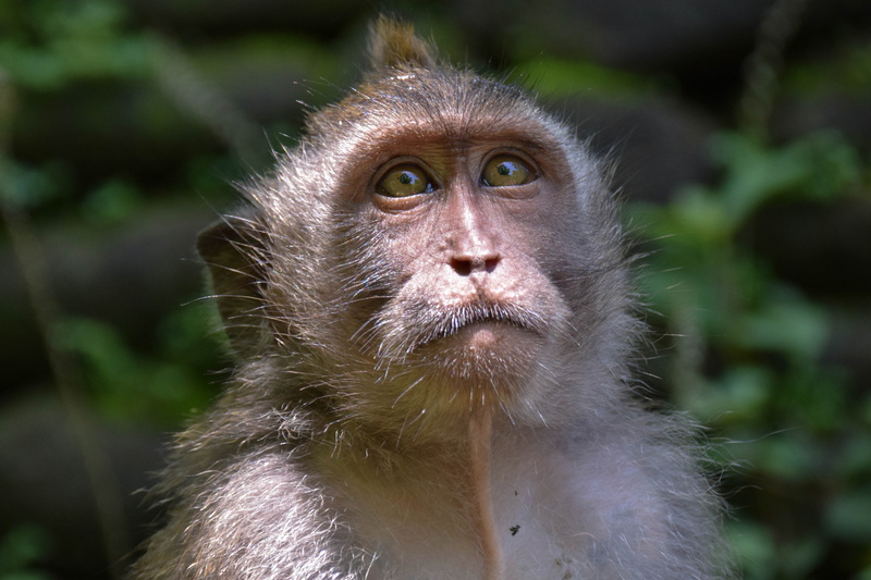 animals in the wild, Indonesia, animal eye, monkey, Travel, forest, primate, animal, Bali, one animal, monkey forest, animal wildlife, animal themes, hair