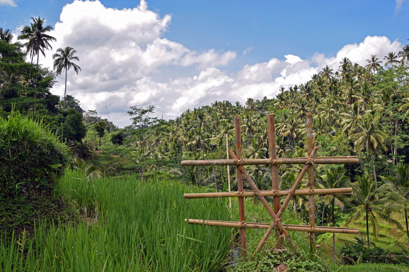 fields, plantation, rice fields, wood - material, day, travel, cloud - sky, rice terraces, ubud, nature, unesco world heritage, plant, indonesia, boundary