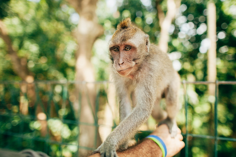 ubud, 2K, focus on foreground, day, one animal, care, indonesia, monkey, nature, looking away, mammal, tree, bali, animals in the wild, forest, no people