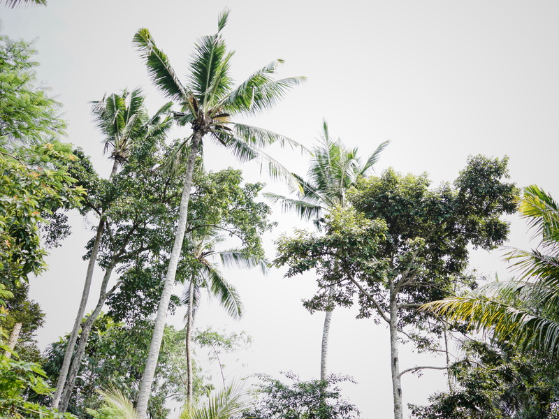 arecaceae, indonesia, day, green, bali, vegetation, the trees waving over penestanans farmers market, green color, jungle, ubud, nature, beauty in nature