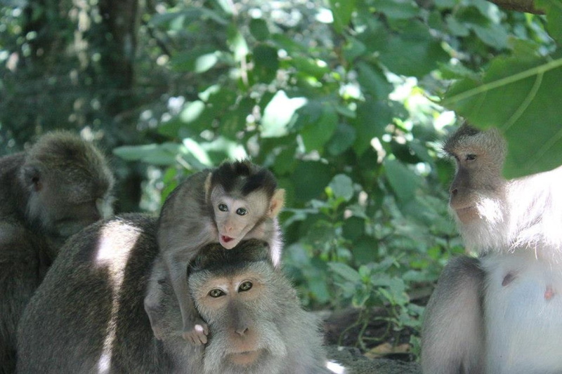 outdoors, indonesia, Bali, mammal, primate, monkey, green color, young animal, focus on foreground, animals in the wild, nature, animal, Baby Monkey, day